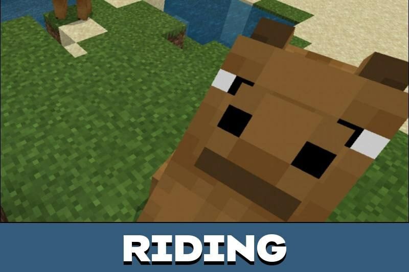 Kropers.com - Camel Mod for Minecraft PE - picture #4